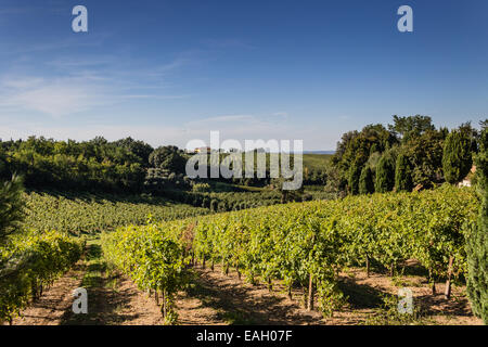 Coucher du soleil sur les champs cultivés dans la campagne italienne en Emilie Romagne Banque D'Images