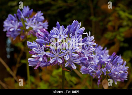 Close up fleurs de lis (Afrique Bleu Agapanthus Africanus) Banque D'Images