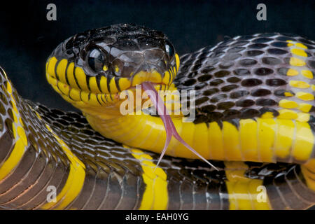 Serpent Boiga dendrophila Mangrove / Banque D'Images
