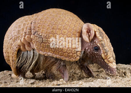 Trois bandes armadillo / Tolypeutes tricinctus Banque D'Images