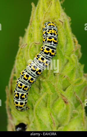 Mullein moth chenille se nourrit de grande molène (Verbascum thapsus) Dorset, UK Juin 2011 Banque D'Images