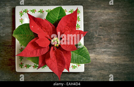 Fleur de Noël rouge isolé sur fond de bois vieux Banque D'Images