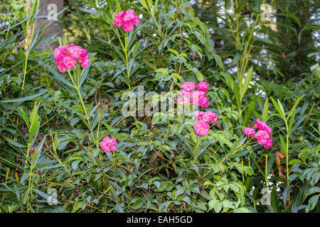 Nerium oleander coucher du soleil dans le jardin dans les champs cultivés dans la campagne italienne en Emilie Romagne Banque D'Images