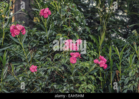 Nerium oleander coucher du soleil dans le jardin dans les champs cultivés dans la campagne italienne en Emilie Romagne Banque D'Images