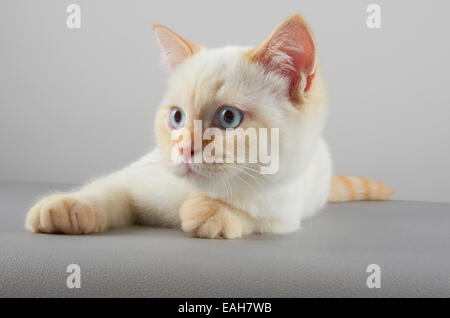 Une variante chaton Selkirk Rex Banque D'Images