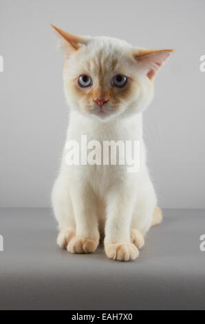 Une variante chaton Selkirk Rex Banque D'Images