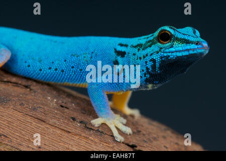 Electric Blue day gecko Lygodactylus williamsi / Banque D'Images