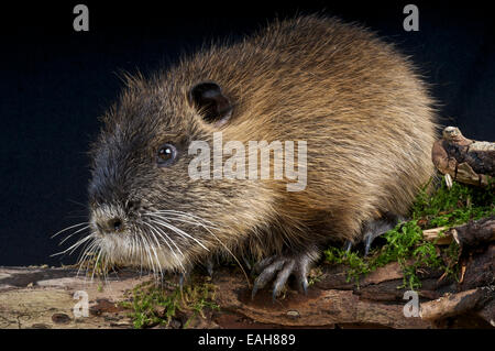 Le ragondin / Myocaster coypus Banque D'Images