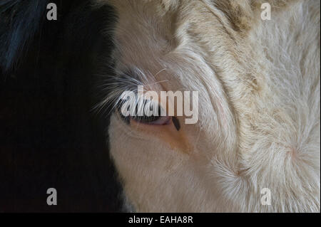 De près de l'œil d'une génisse Hereford Banque D'Images