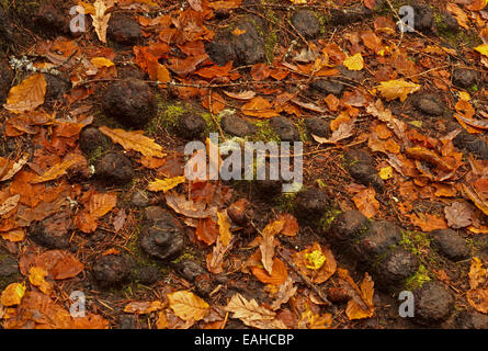 Les racines des arbres de pin dans un tapis de feuilles de chêne et hêtre Automne Banque D'Images