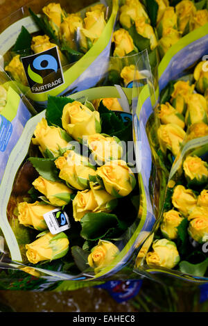 Près de Thika KENYA NAIROBI, Simbi Roses est une fleur rose commerce équitable ferme qui produit des fleurs de coupe pour l'exportation vers l'Europe Banque D'Images