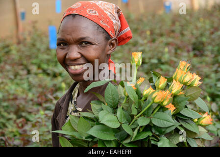 Près de Thika KENYA NAIROBI, Simbi Roses est une fleur rose commerce équitable ferme qui produit des fleurs de coupe pour l'exportation vers l'Europe Banque D'Images