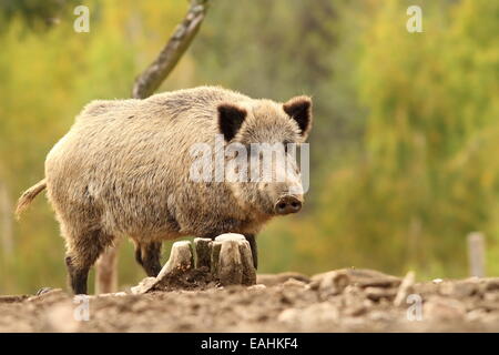 Porcs sauvages près de stump ( Sus scrofa ) sur l'arrière-plan flou vert Banque D'Images