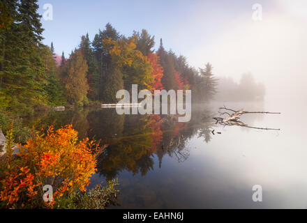 Un brouillard dense et dynamique, couleurs d'automne au lever du soleil dans le parc provincial Algonquin, en Ontario, Canada. Banque D'Images