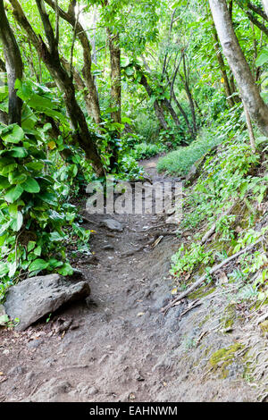 Chemin sur la Kalalau Trail, Kauai, Hawaii, USA Banque D'Images