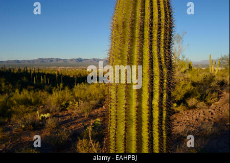 Saguaro National Park (Tucson Mountain district), Tucson AZ Banque D'Images