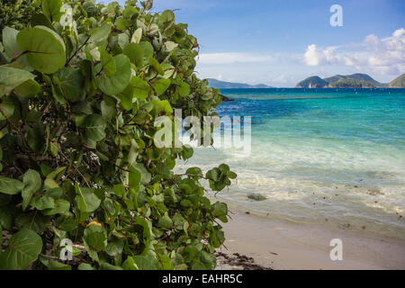 Feuillage vert en face de bleu brillant de l'eau des Caraïbes Banque D'Images