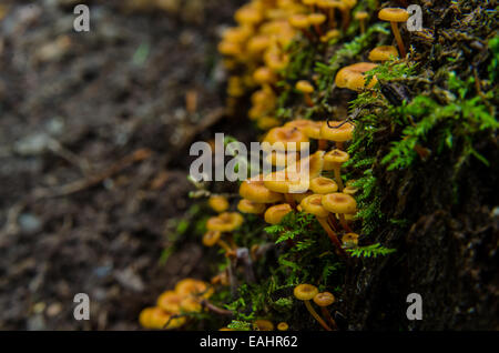 Un groupe de petits champignons orange pousse sur un journal de côté d'un sentier de randonnée en Caroline du Nord Banque D'Images