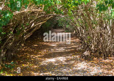 Le long de Leinster Bay dans la région de Saint John, un sentier apporte les remarquer au célèbre site de plongée Waterlemon Cay Banque D'Images