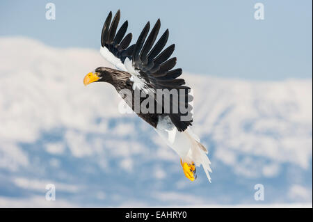 L'aigle de mer de Steller Haliaeetus pelagicus), en vol, Rausu, au large d'Hokkaido, mer d'Okhotsk, Japon Banque D'Images