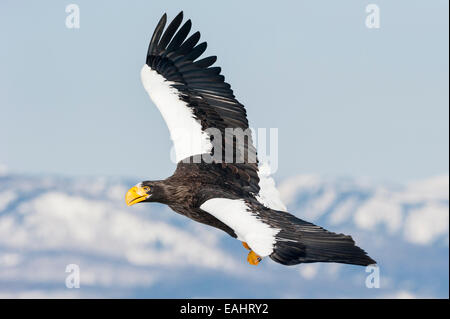 Dans l'Aigle de mer de Steller Haliaeetus pelagicus, vol, Rausu, au large d'Hokkaido, mer d'Okhotsk, Japon Banque D'Images