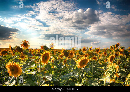 Champ de tournesols contre le ciel bleu et nuages Banque D'Images