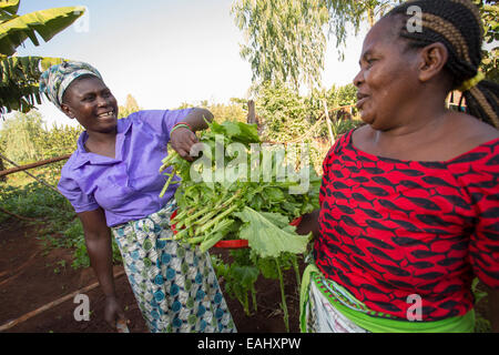 La récolte des femmes dans une cuisine jardin verts dans le district de Mulanje, Malawi. Banque D'Images