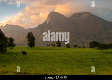 Les plantations de thé au mont Mulanje, dans le sud du Malawi. Banque D'Images