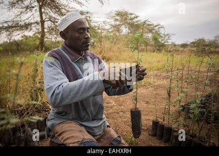 Un fermier pruneaux semis dans sa pépinière en comté de Makueni, au Kenya, Afrique de l'Est. Banque D'Images