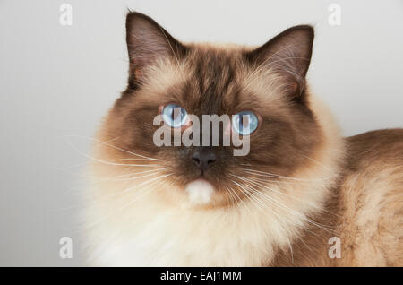 Chat Ragdoll Banque D'Images