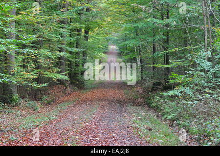 Ruelle dans une hêtraie près de la "sorcières" escaliers/ Allee im nahe der Buchenwald, Hexentreppe Maiburg, Kreis Osnabrück, Allemagne Banque D'Images