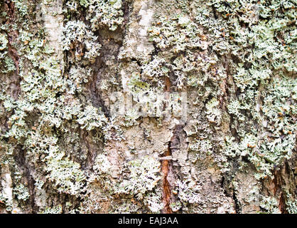 Couverts de mousse et de lichen, le tronc d'un vieil arbre . Présente l'avant-plan, image d'arrière-plan. Banque D'Images