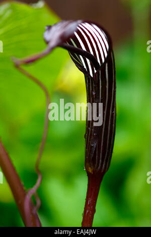 Arisaema costatum cobra lily aroid purple brown white stripes spathe spadice longue floraison fleurs fleurs exotiques fleurs RM Banque D'Images