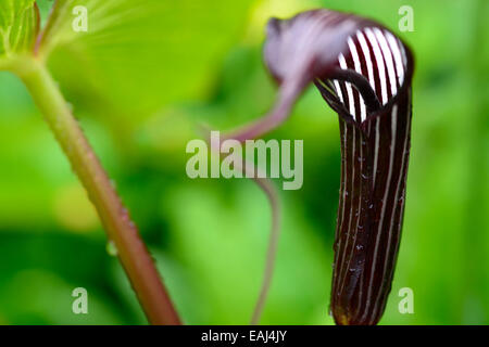 Arisaema costatum cobra lily aroid purple brown white stripes spathe spadice longue floraison fleurs fleurs exotiques fleurs RM Banque D'Images