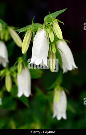 Bellflower campanula takesimana alba fleurs blanches en forme de cloche plante herbacée vivace campanules coréen Floral RM Banque D'Images