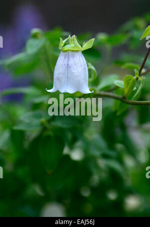 Dicentrifolia Codonopsis bonnet bellflower asiatique en forme de cloche blanche fleur fleur floral RM médecine traditionnelle chinoise Banque D'Images