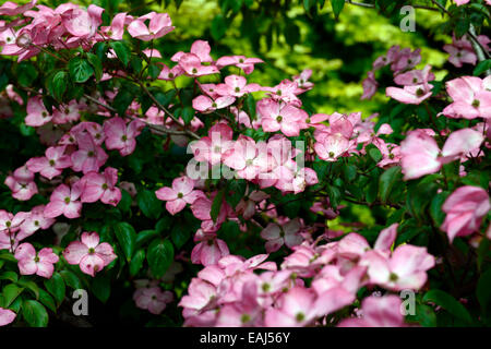 Cornus kousa satomi miss fleur fleurs rose cornouiller kousa cornouiller à fleurs floral japonais RM Banque D'Images