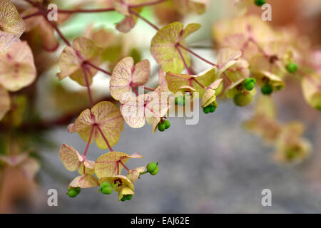 Euphorbia amygdaloides purpurea graines de semences florales RM euphorbes euphorbes gousses Banque D'Images