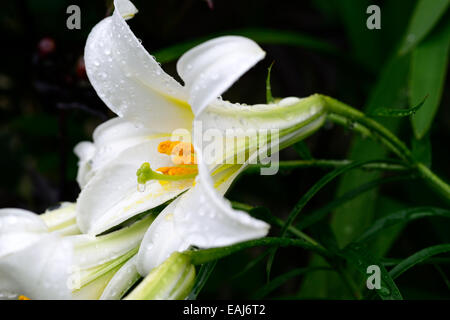 Lilium regale alba regal lys lys fleurs Floraison fleurs blanches parfumées senteurs parfumées parfum floral RM ampoule vivaces Banque D'Images