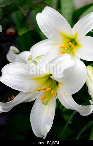 Lilium regale alba regal lys lys fleurs Floraison fleurs blanches parfumées senteurs parfumées parfum floral RM ampoule vivaces Banque D'Images