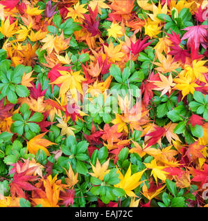 Feuilles d'érable japonais Acer palmatum créer un motif rouge et orange-jaune clair au sommet japonais evergreen Pachysandra terminalis Banque D'Images