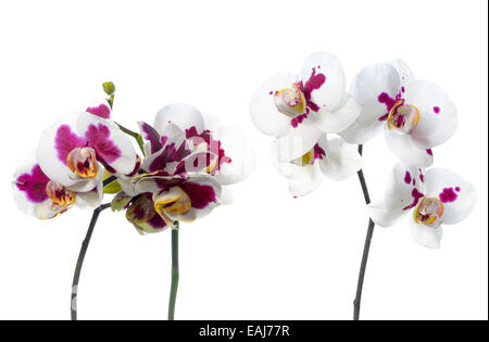 Belle floraison deux brindilles spotted orchids est isolé sur le fond blanc, gros plan Banque D'Images