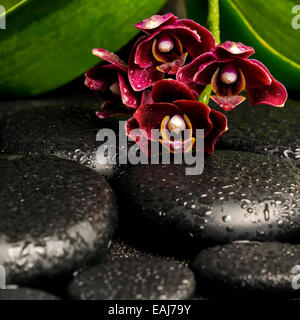 Spa still life of deep purple belle orchidée, fleur, phalaenopsis et pierres zen avec des gouttes sur fond noir, gros plan Banque D'Images