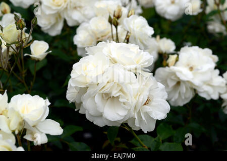 Rosa rosa iceberg Iceberg korbin syn white roses rose fleurs d'arbustes à fleurs fleurs portraits végétaux floribunda floral rm Banque D'Images