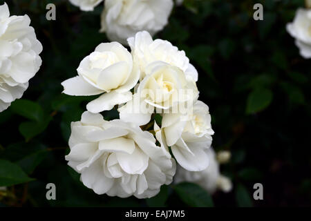 Rosa rosa iceberg Iceberg korbin syn white roses rose fleurs d'arbustes à fleurs fleurs portraits végétaux floribunda floral rm Banque D'Images