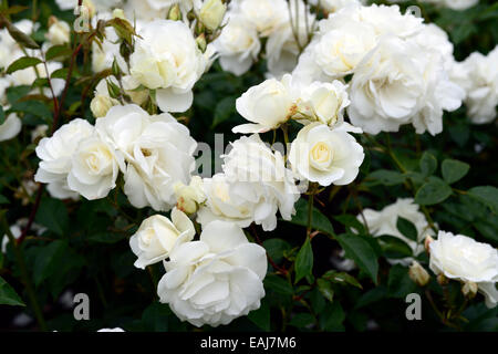 Rosa rosa iceberg Iceberg korbin syn white roses rose fleurs d'arbustes à fleurs fleurs portraits végétaux floribunda floral rm Banque D'Images