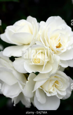 Rosa rosa iceberg Iceberg korbin syn white roses rose fleurs d'arbustes à fleurs fleurs portraits végétaux floribunda floral rm Banque D'Images