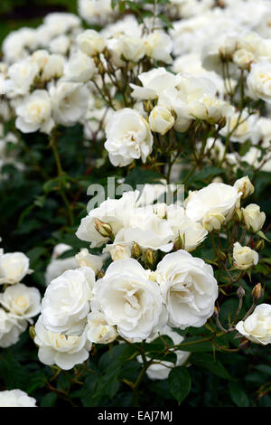 Rosa rosa iceberg Iceberg korbin syn white roses rose fleurs d'arbustes à fleurs fleurs portraits végétaux floribunda floral rm Banque D'Images