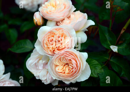 Rosa sweet juliet ausleap fleur double rose pêche abricot arbustes arbustes couleurs couleur des fleurs fleurs floral RM Banque D'Images