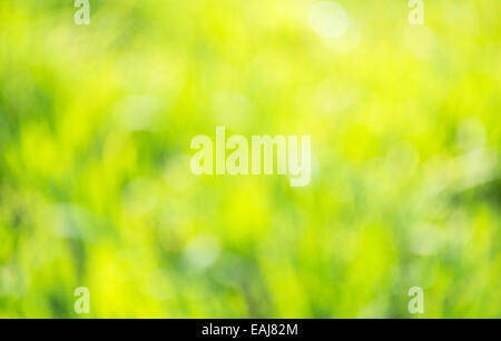 Arrière-plan flou d'extérieur naturel dans les tons jaune et vert. Arrière-plan de printemps. Banque D'Images